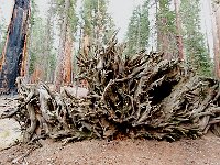Giant Sequoia 大树16