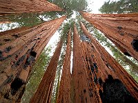 Giant Sequoia 大树2