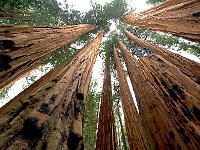 Giant Sequoia 大树3