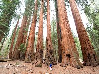 Giant Sequoia 大树5