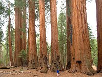 Giant Sequoia 大树6