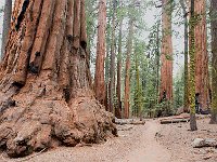 Giant Sequoia 大树7