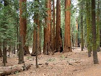 Giant Sequoia 大树8