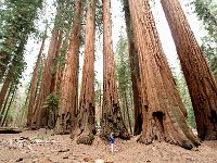 Giant Sequoia 大树9