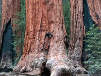 Sequoia National Park 红杉树国家公园11