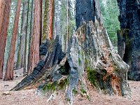 Sequoia National Park 红杉树国家公园12