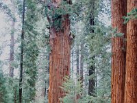 Sequoia National Park 红杉树国家公园15
