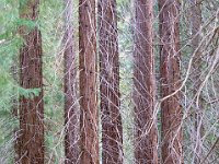 Sequoia National Park 红杉树国家公园19