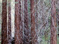 Sequoia National Park 红杉树国家公园22