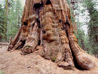 Sequoia National Park 红杉树国家公园29