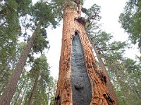 Sequoia National Park 红杉树国家公园30