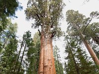 Sequoia National Park 红杉树国家公园45
