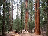Sequoia National Park 红杉树国家公园46