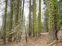 Sequoia National Park 红杉树国家公园50
