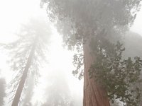 Sequoia National Park 红杉树国家公园58