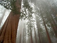 Sequoia National Park 红杉树国家公园64