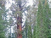 Sequoia National Park 红杉树国家公园8