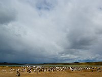 Penquin 企鹅1