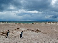 Penquin 企鹅11