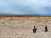 Penquin 企鹅14
