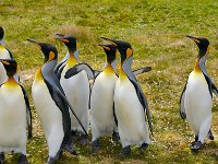 Penquin 企鹅19
