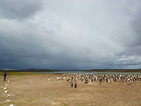 Penquin 企鹅2