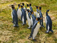 Penquin 企鹅20