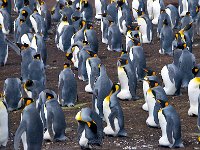 Penquin 企鹅21