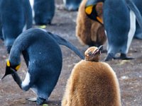Penquin 企鹅22
