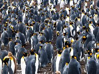 Penquin 企鹅24