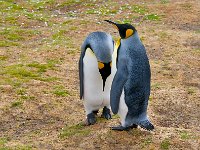 Penquin 企鹅26