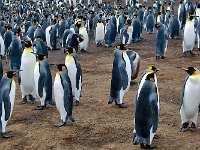 Penquin 企鹅27