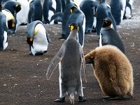 Penquin 企鹅29