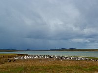 Penquin 企鹅3