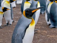 Penquin 企鹅30