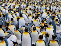 Penquin 企鹅 （2013）