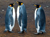 Penquin 企鹅32
