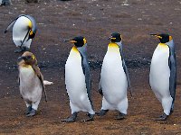 Penquin 企鹅33