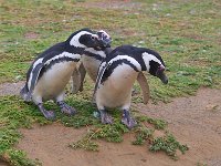Penquin 企鹅35