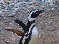 Penquin 企鹅37