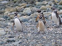 Penquin 企鹅38