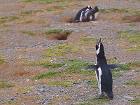 Penquin 企鹅39