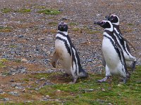 Penquin 企鹅40