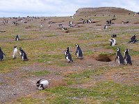 Penquin 企鹅41