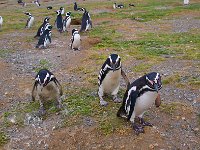 Penquin 企鹅42