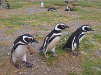 Penquin 企鹅43