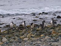 Penquin 企鹅44