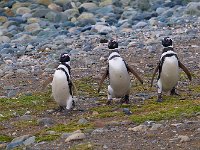 Penquin 企鹅45