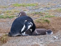 Penquin 企鹅46