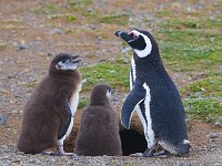 Penquin 企鹅47